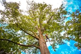 Best Tree Health Inspection  in Green Hill, TN