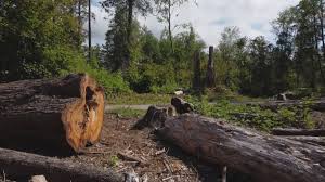 Best Lot and Land Clearing  in Green Hill, TN