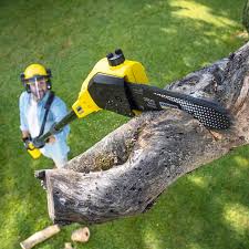 Best Tree Mulching  in Green Hill, TN