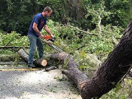 Best Hazardous Tree Removal  in Green Hill, TN