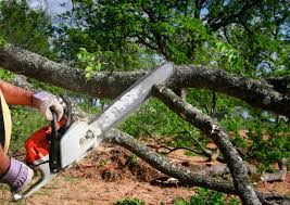 Best Lawn Renovation and Restoration  in Green Hill, TN
