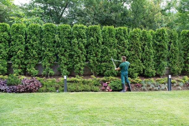 Best Tree Maintenance Programs  in Green Hill, TN