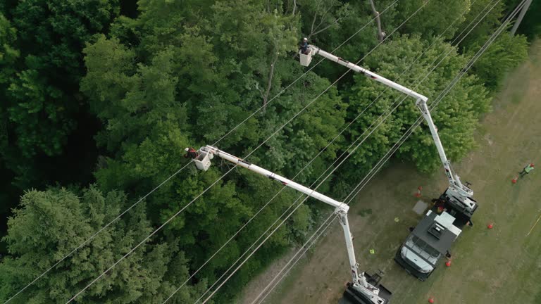 Best Tree Preservation Services  in Green Hill, TN