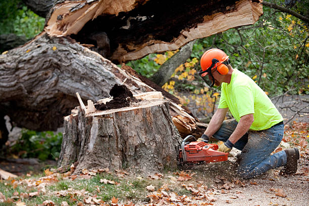 How Our Tree Care Process Works  in  Green Hill, TN
